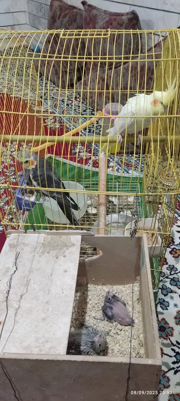 جفت عروس هلندی|پرنده|بافق, |دیوار