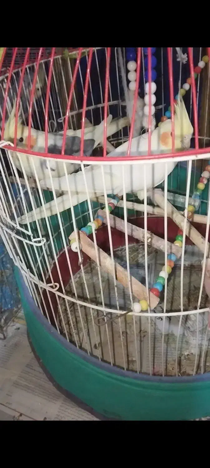 طوطی عروس|پرنده|رشت, کوی قدس|دیوار