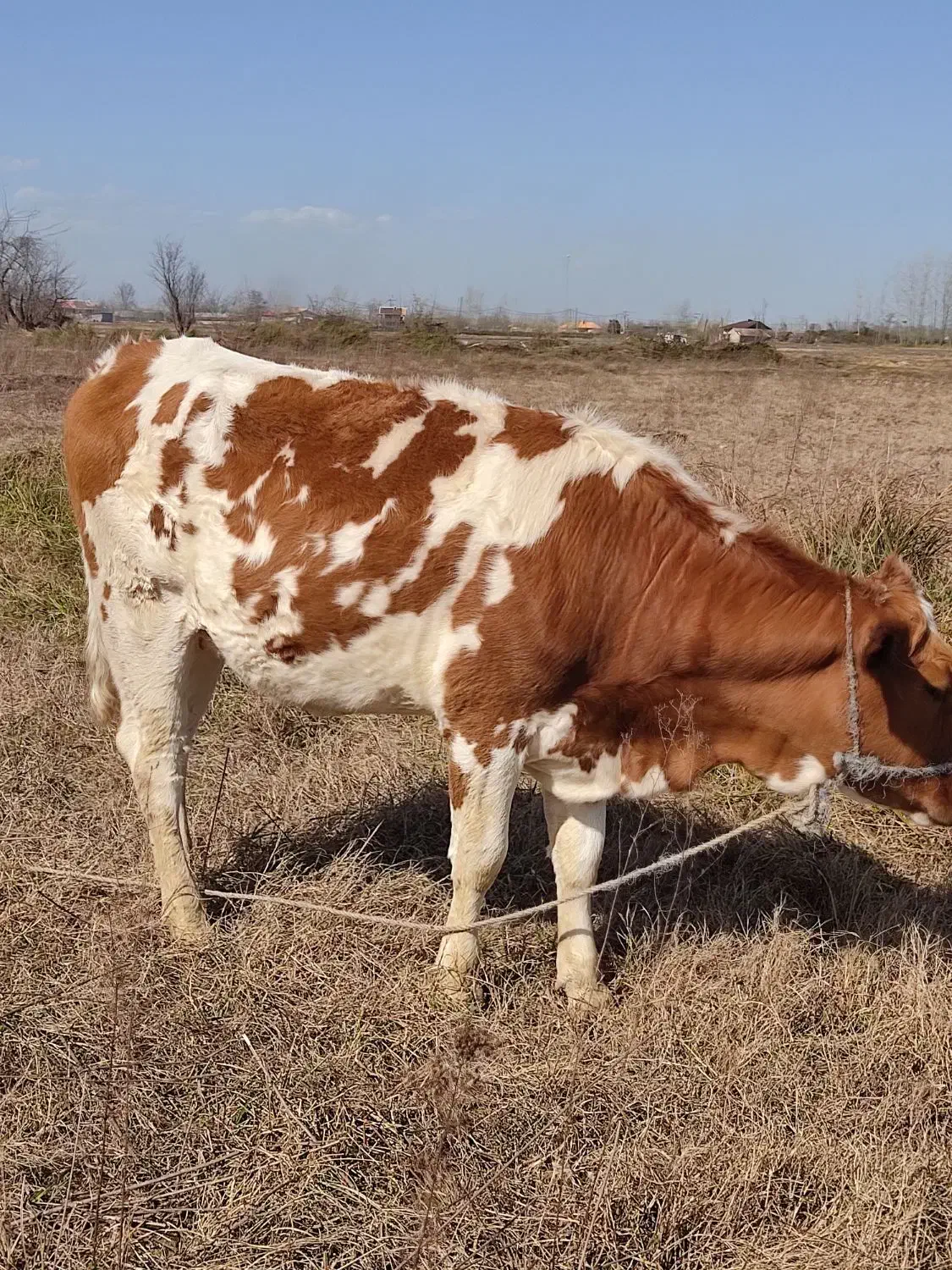 لیشه|حیوانات مزرعه|رشت, آتشگاه|دیوار