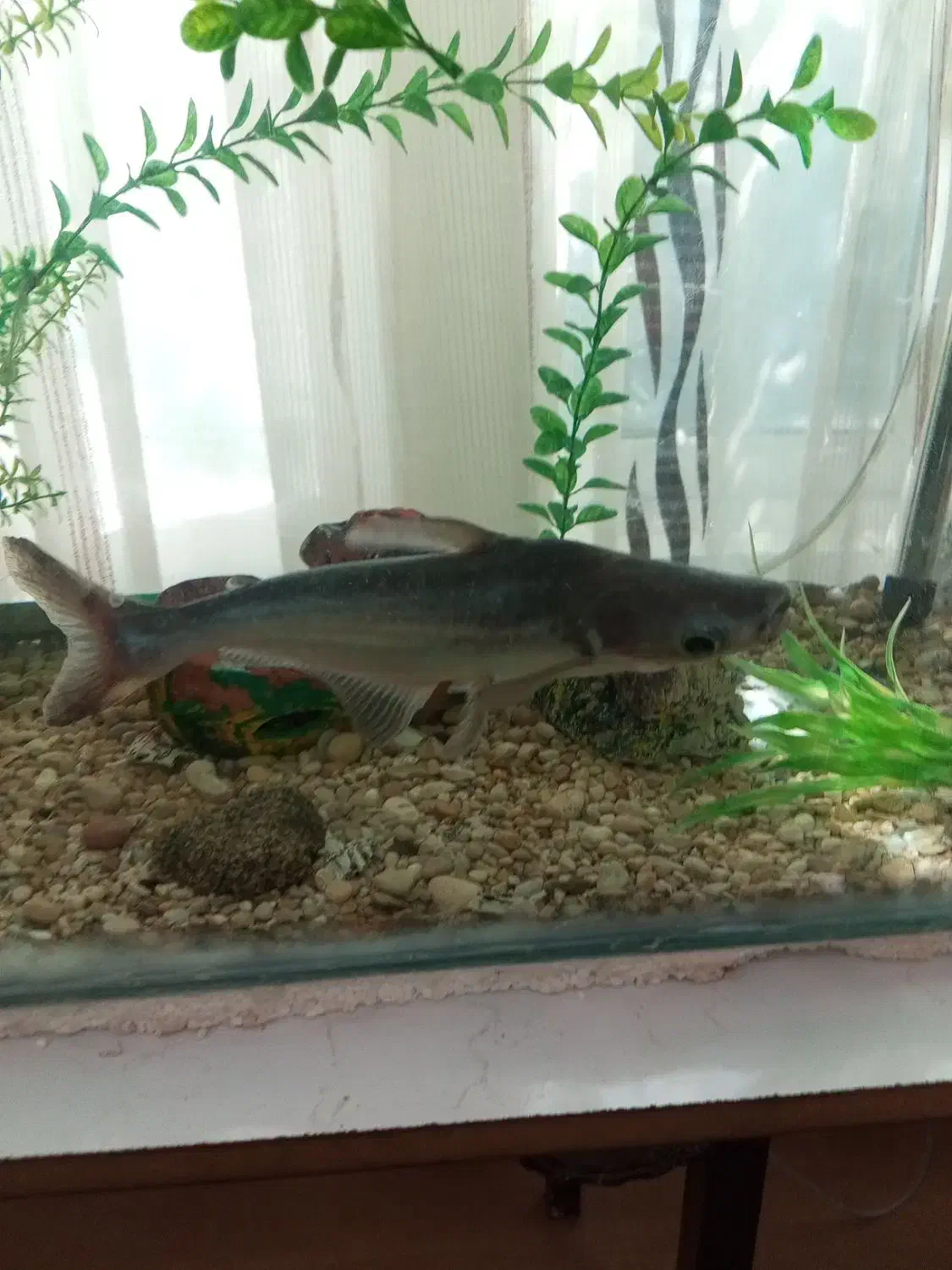 ماهی|ماهی|فلاورجان, |دیوار