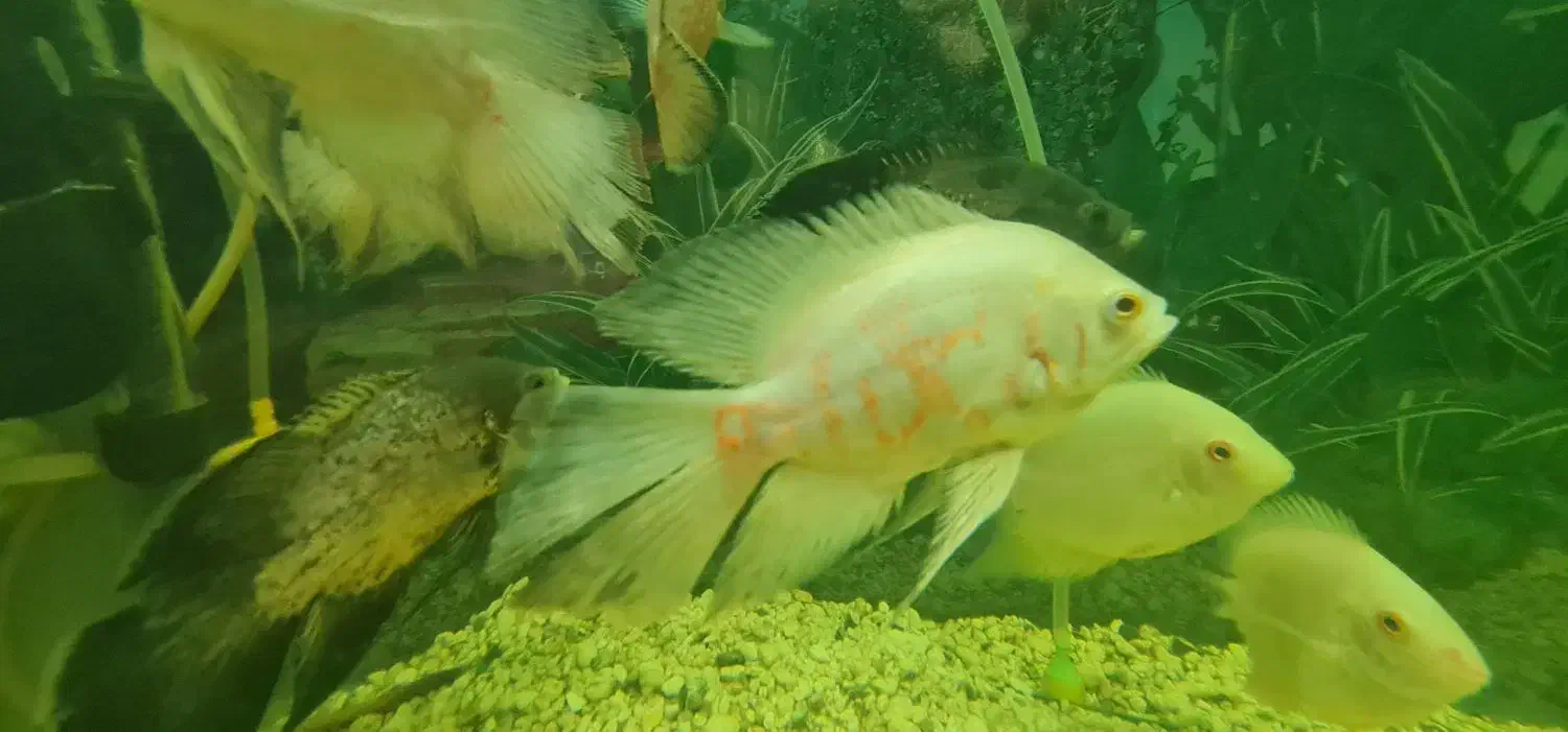 اسکار باله بلند|ماهی|لنجان, |دیوار