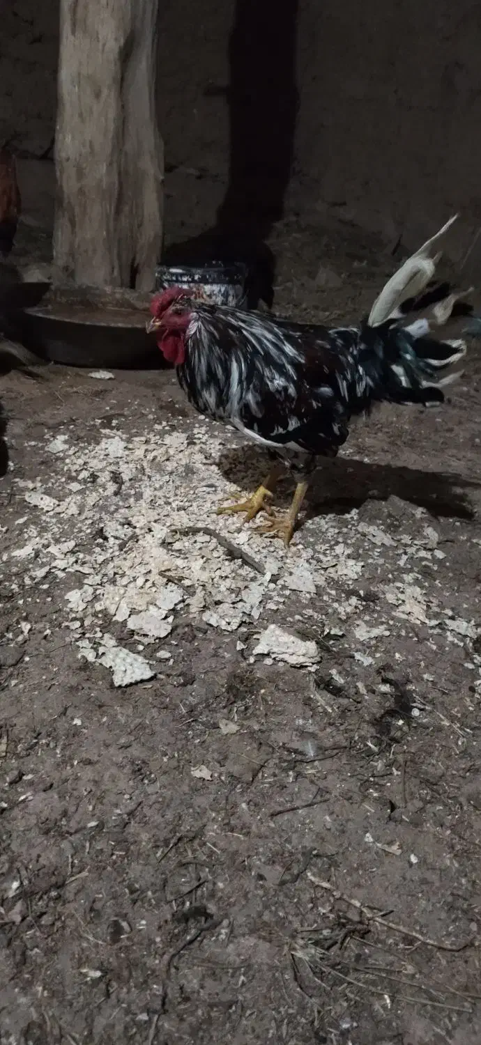 خروس گلین|حیوانات مزرعه|زنجان, |دیوار