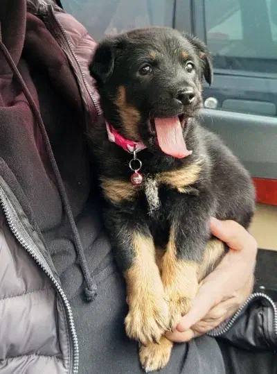 واگذاری|سگ|بهارستان, |دیوار