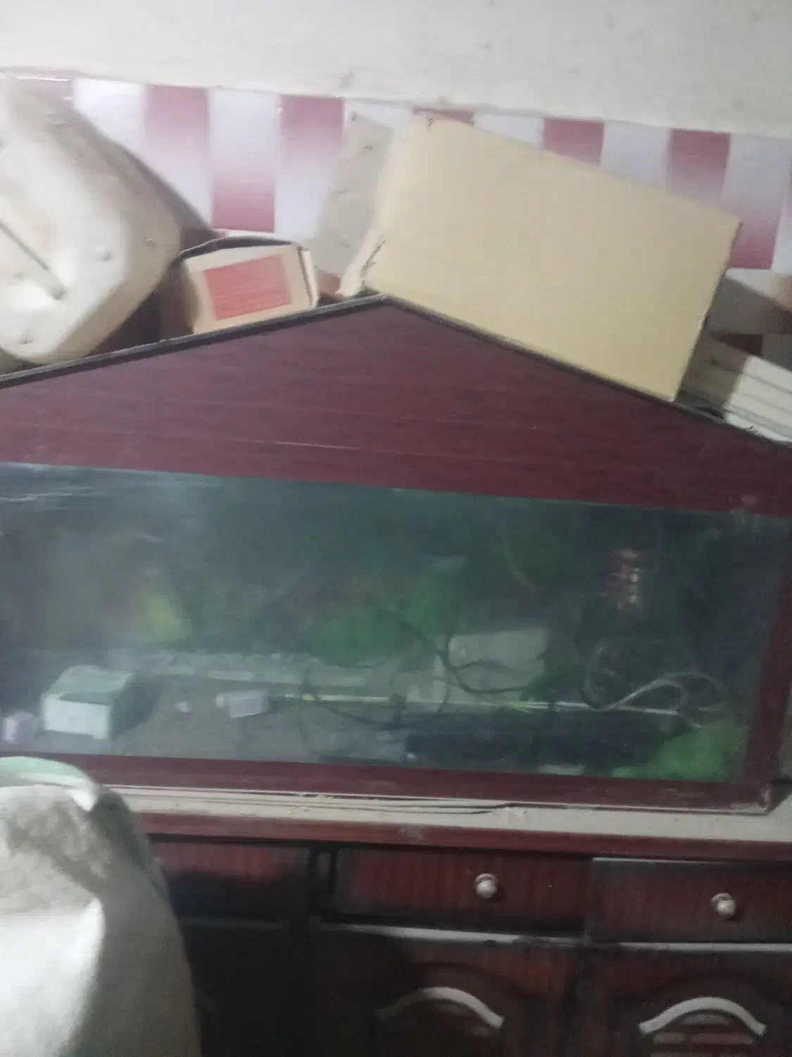 آکواریوم|لوازم جانبی حیوانات|ایرانشهر, |دیوار