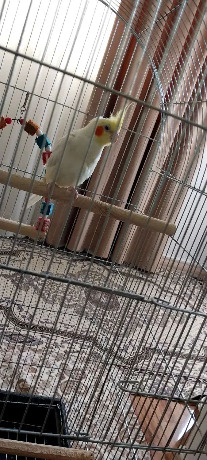 عروس هلندی بدون قفس|پرنده|تهران, شهرک ابوذر|دیوار