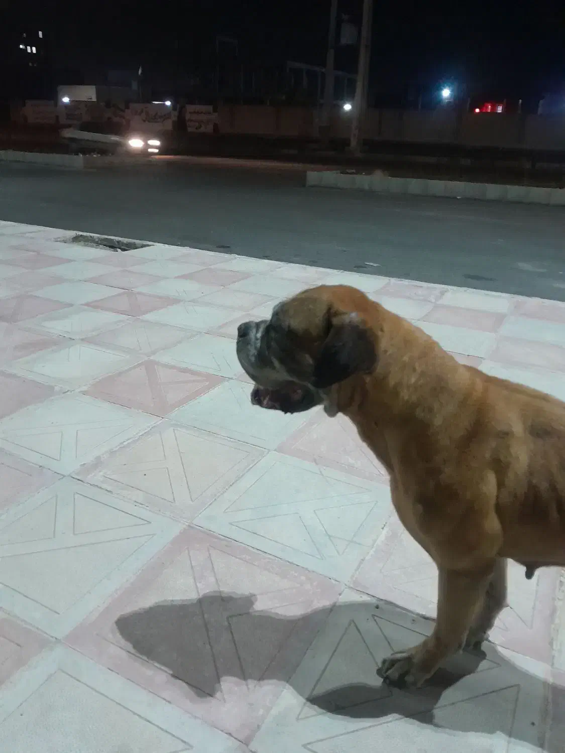 باکسر گمشده|حیوانات|جیرفت, |دیوار