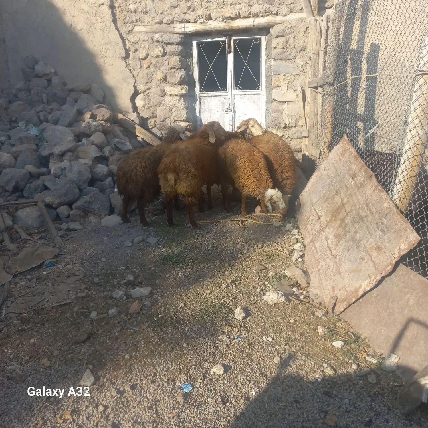 ۵ عدد توغلی واسه قربونی|حیوانات مزرعه|نیر (اردبیل), |دیوار