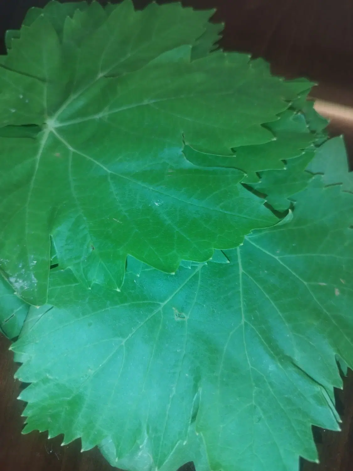 برگ دلمه|خوردنی و آشامیدنی|شیروان (خراسان), |دیوار