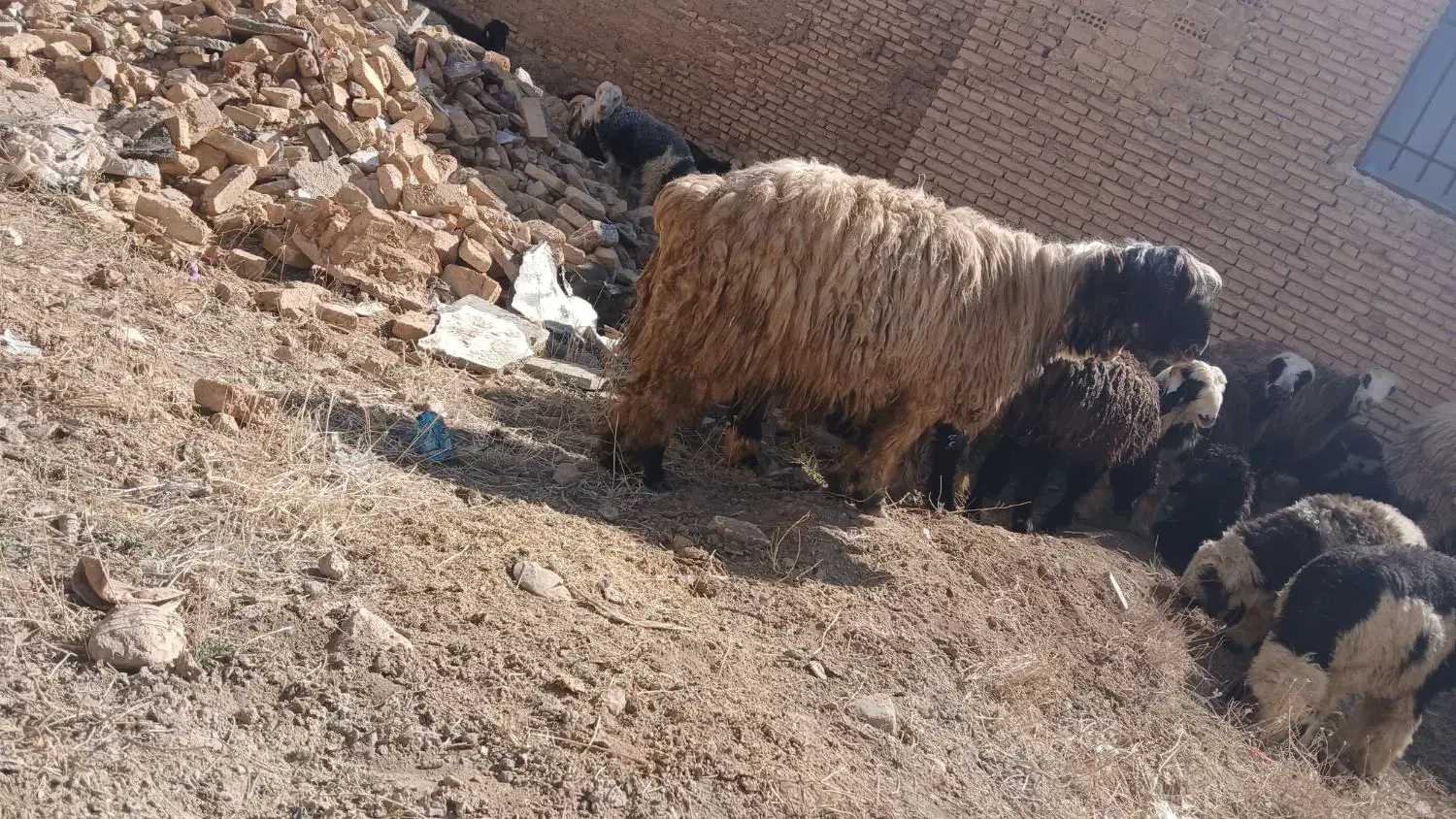 شیشک قوچ|حیوانات مزرعه|شهرکرد, |دیوار