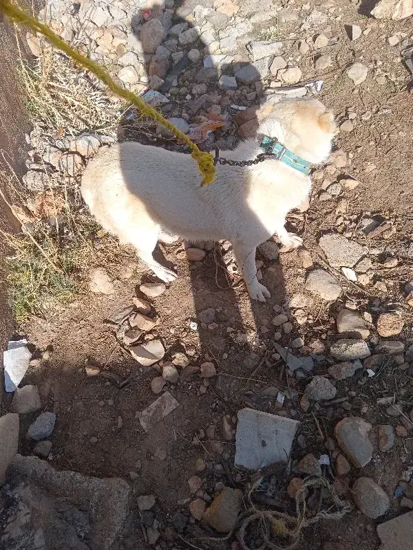 سگ ماده|سگ|الشتر, |دیوار