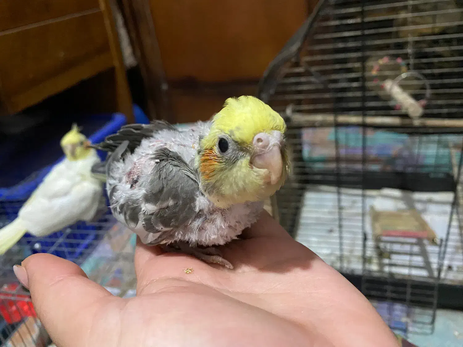 عروس هلندی|پرنده|رشت, کوی جام جم|دیوار