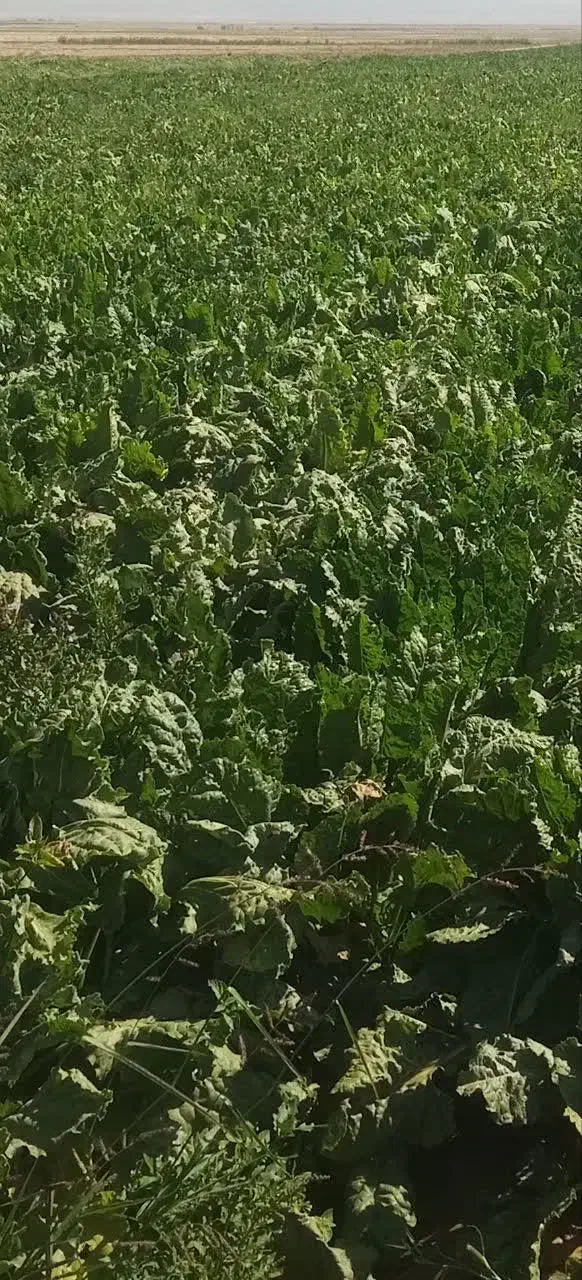 چغندر قند|خدمات باغبانی و درختکاری|نیمبلوک, |دیوار