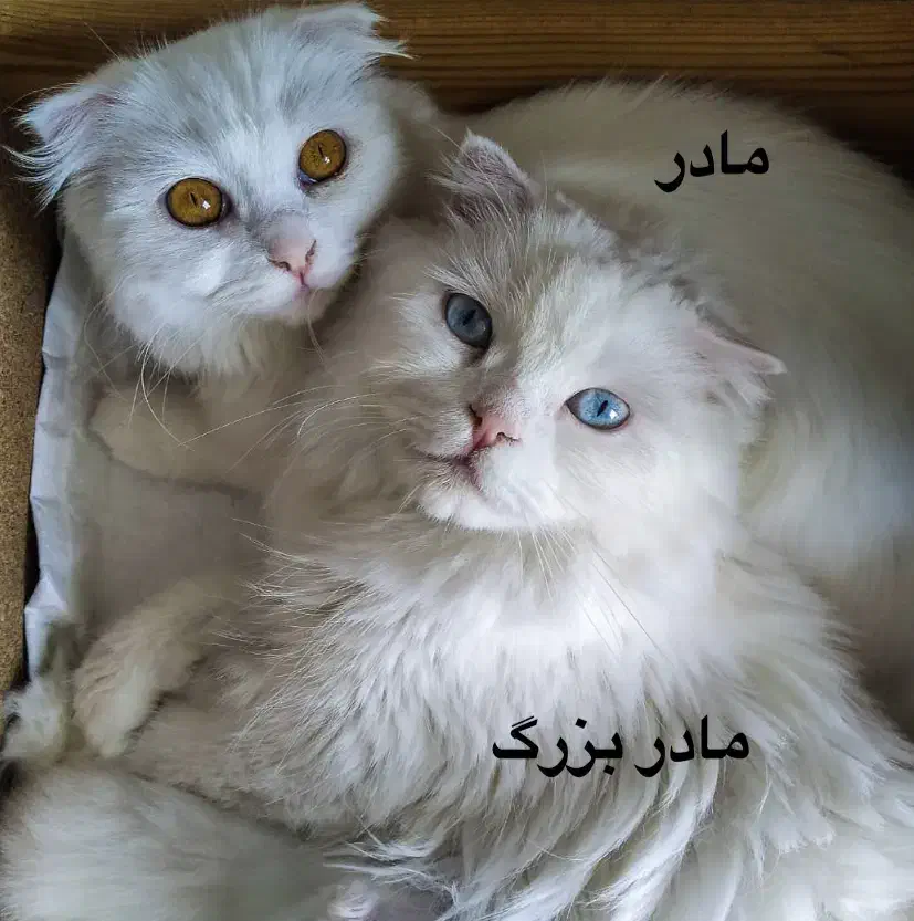 گربه نر میکس|گربه|رشت, فلسطین|دیوار