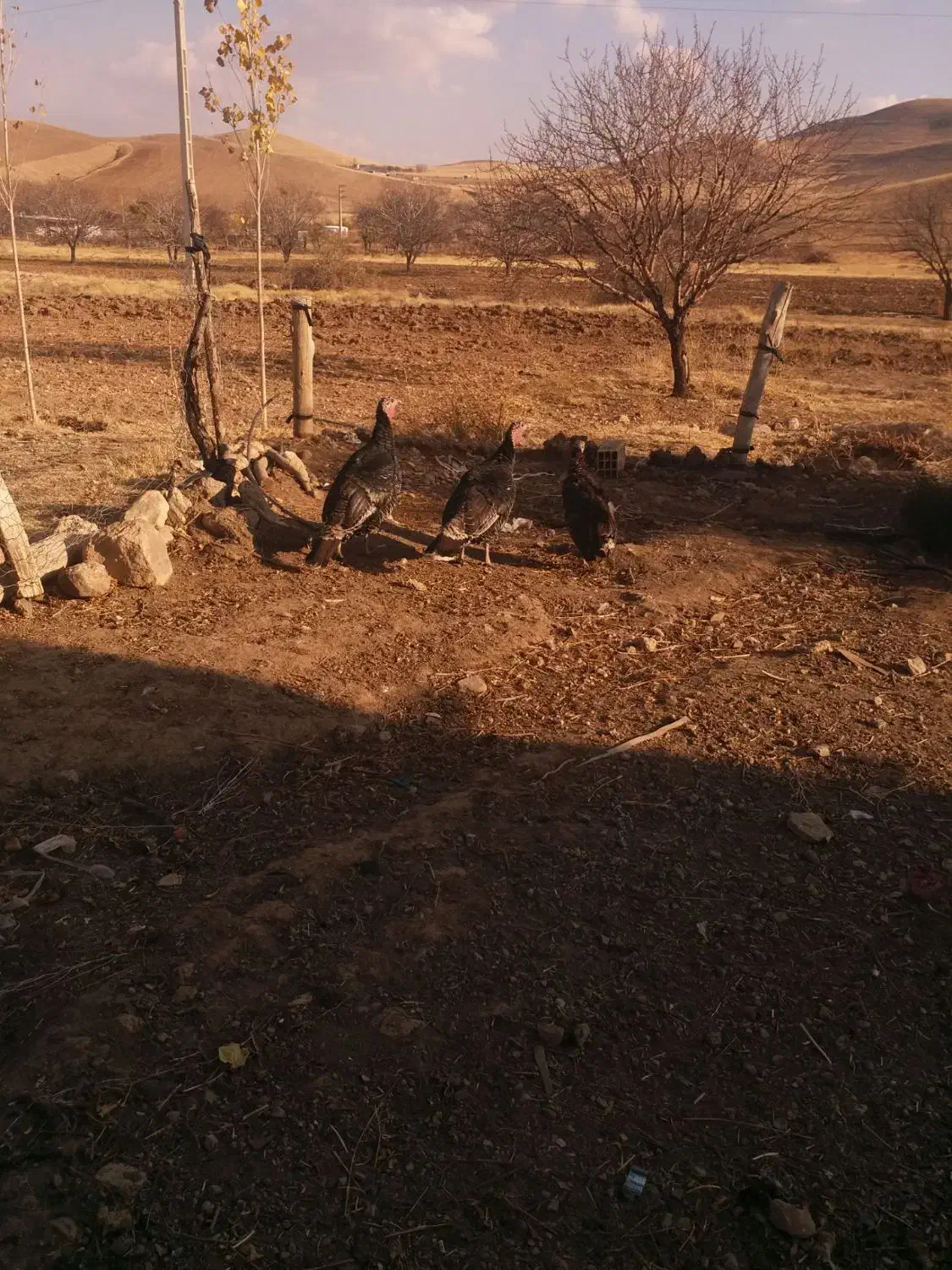 بوقلمون|حیوانات مزرعه|زنجان, |دیوار