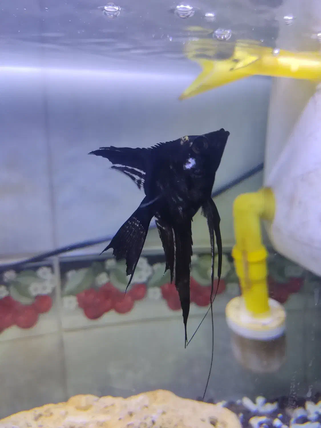 ماهی انجل سفید مشکی و بلک|ماهی|نهاوند, |دیوار