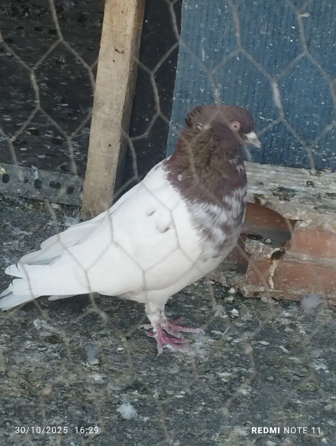 کبوتر|پرنده|تهران, ایرانشهر|دیوار