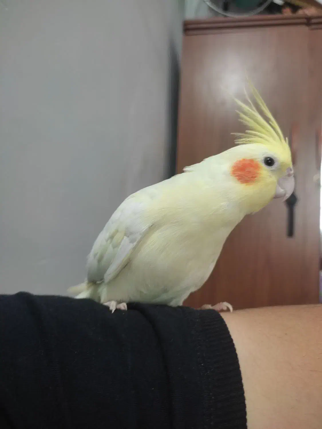 پرنده دستی عروس هلندی|پرنده|فردوس (خراسان), |دیوار