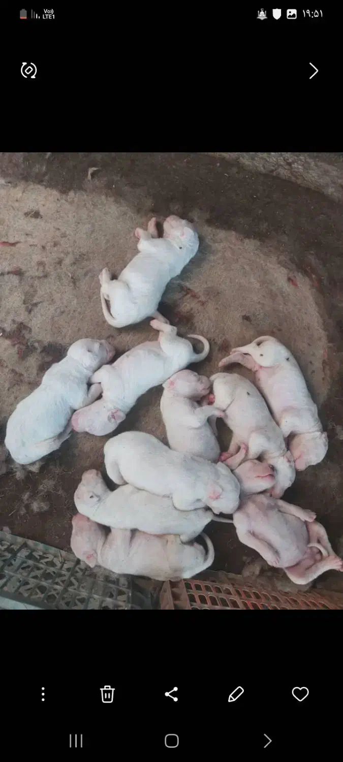 واگذاری توله داگو ارژانتینو|سگ|قائمشهر, |دیوار