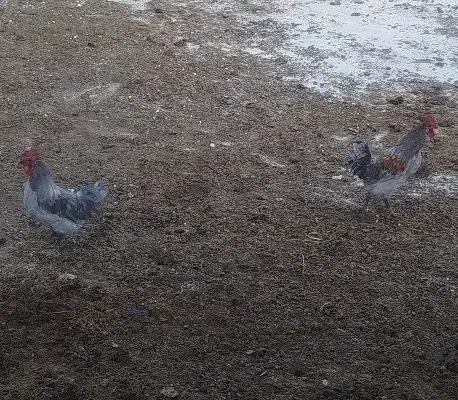 مرغ وخروس|حیوانات مزرعه|مرودشت, شهرک مهدیه|دیوار