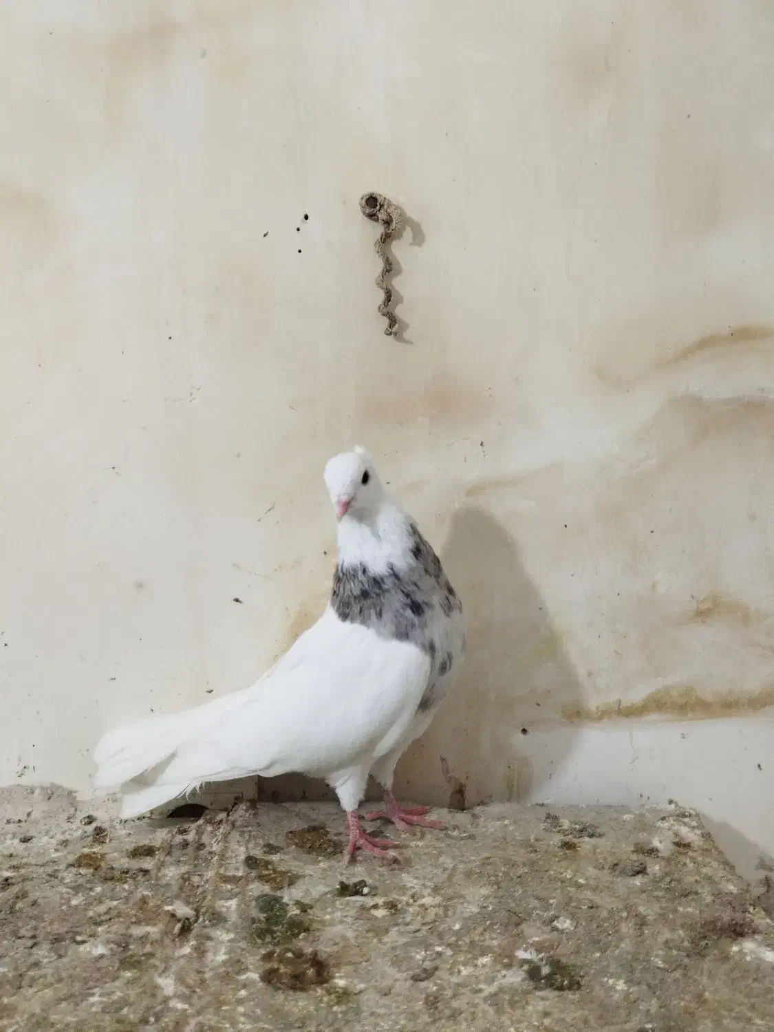 نر طوقی هفترنگ لوندار|پرنده|بروجرد, |دیوار