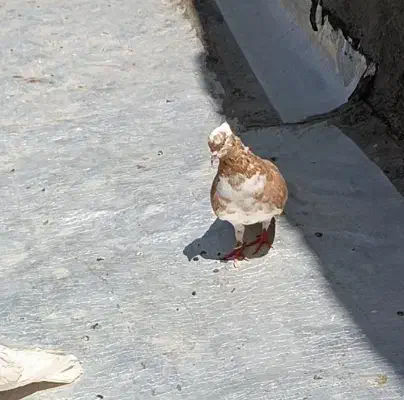 این ماده شازده زرد رو گم کردم|پرنده|اشترینان, |دیوار