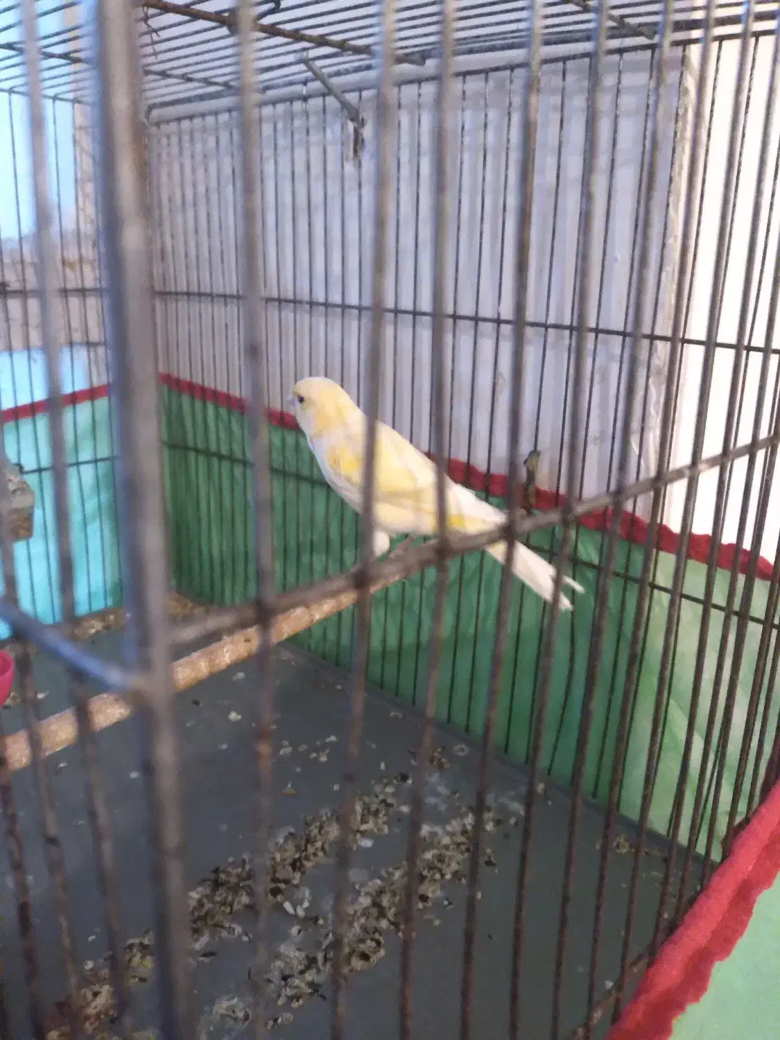 قناری ماده|پرنده|ماهان, |دیوار