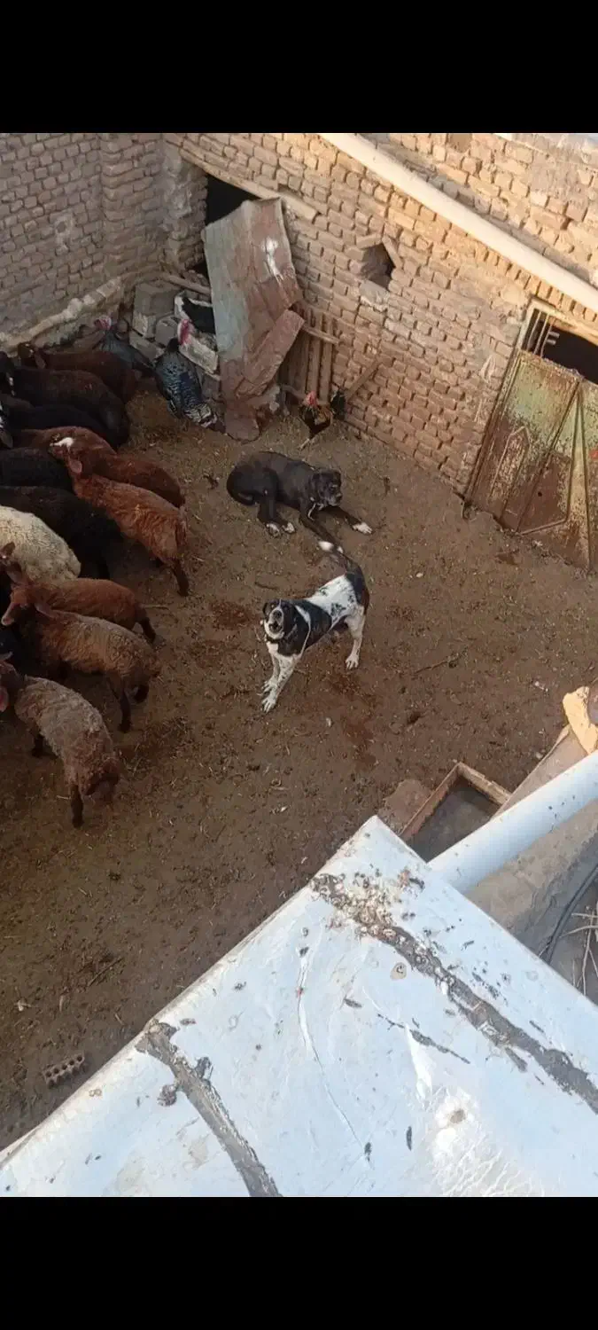 سگ ماده|سگ|رضویه, |دیوار