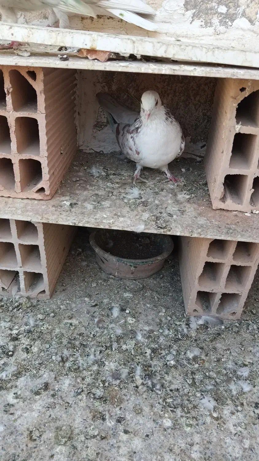 کفتر|پرنده|اسلام‌شهر, شهرک واوان|دیوار