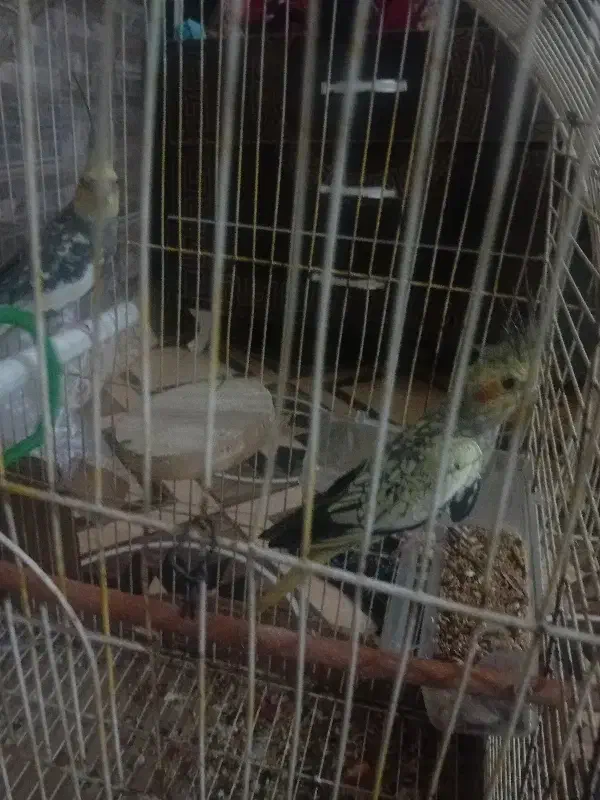 عروس هلندی با مرغ عشق|پرنده|کلاله, |دیوار