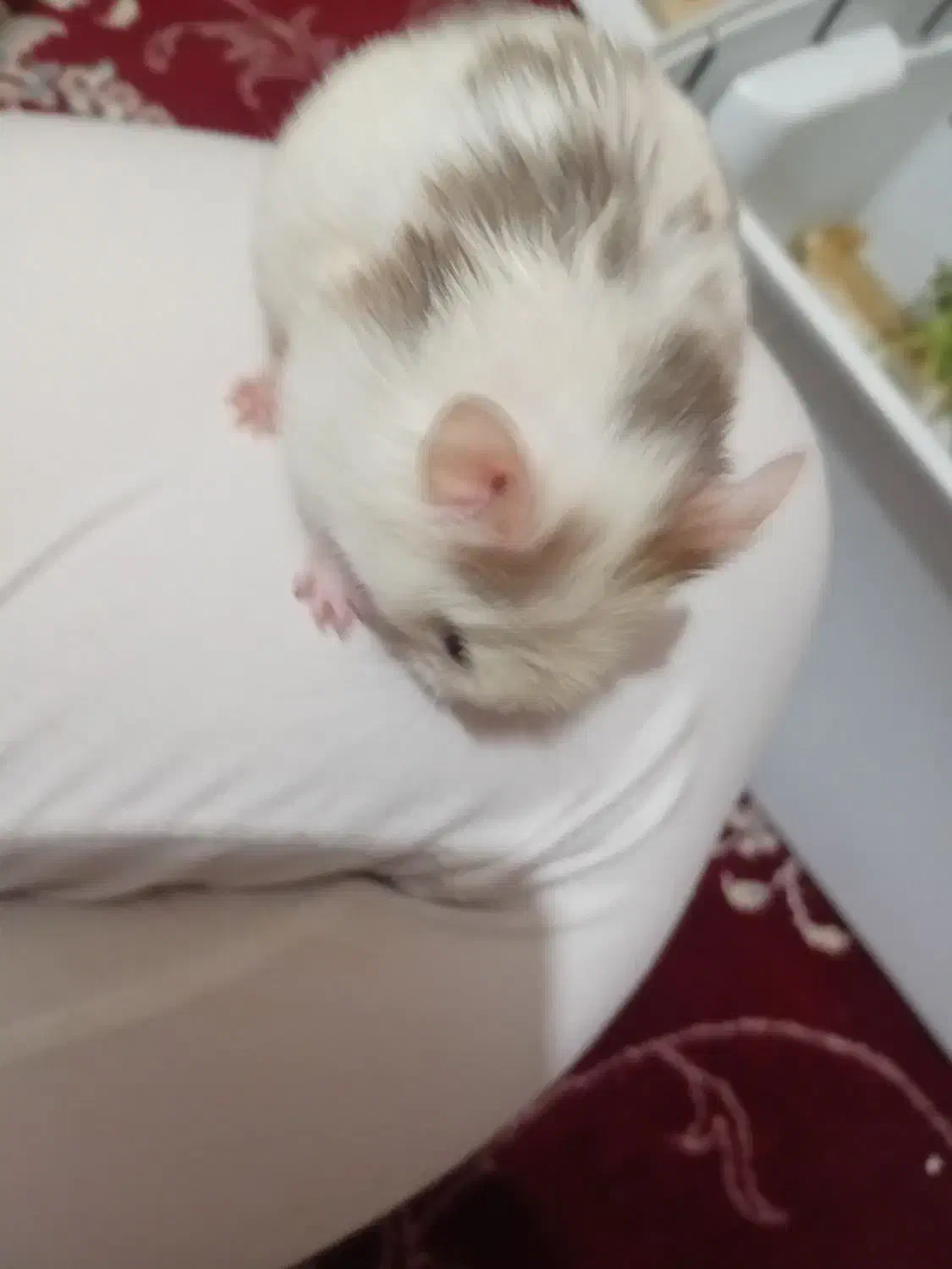 همستر|موش و خرگوش|مریوان, |دیوار