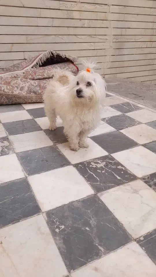 سگ گمشده|سگ|اصفهان, نقش جهان|دیوار