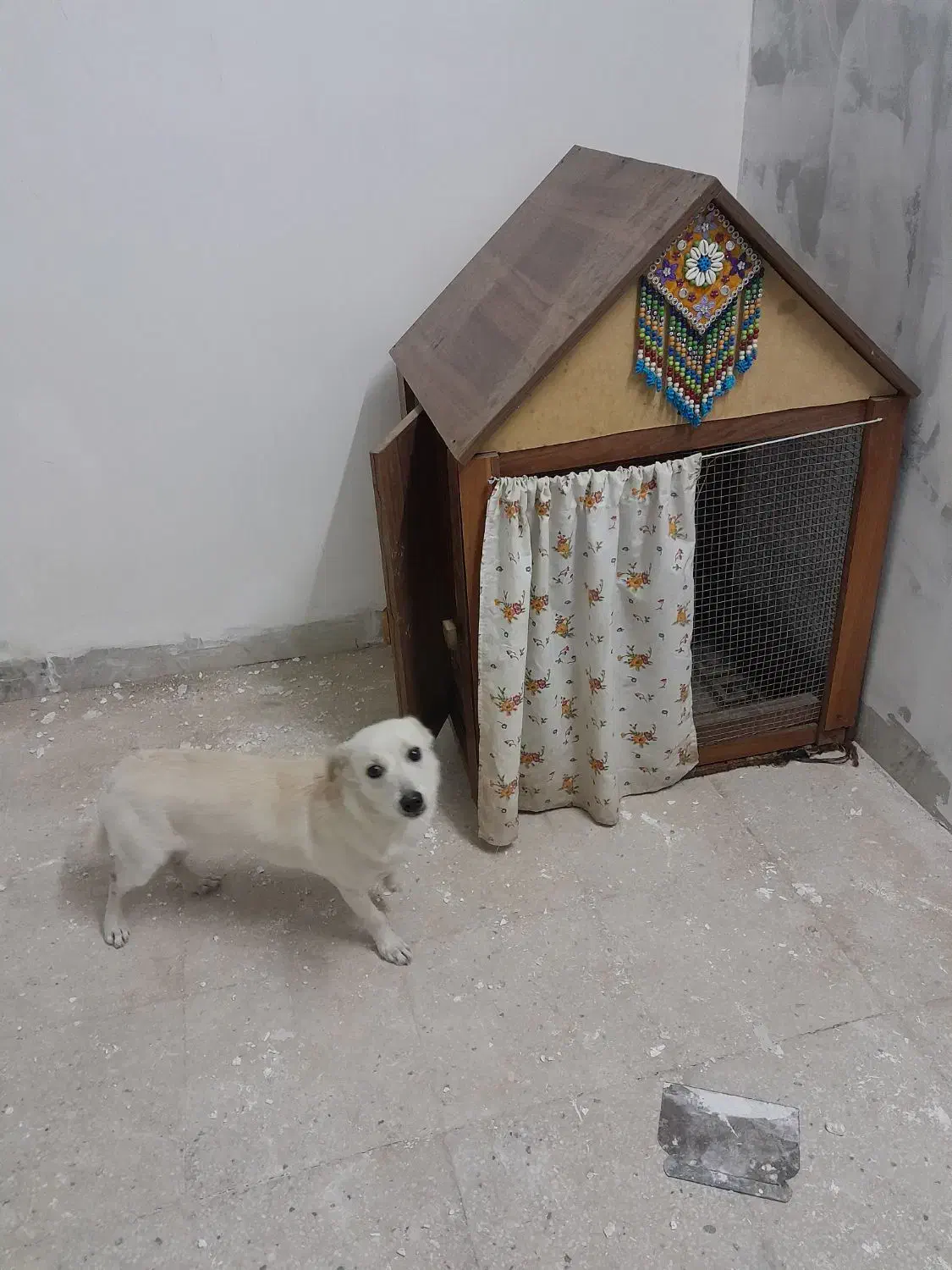 سگ اشپیتزماده|سگ|یزد, |دیوار