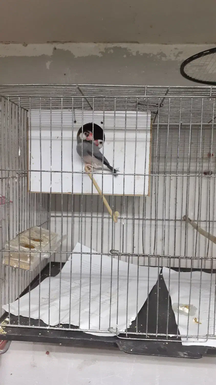 فنچ .کرواتی نرگسی .بنگالی|پرنده|قزوین, |دیوار