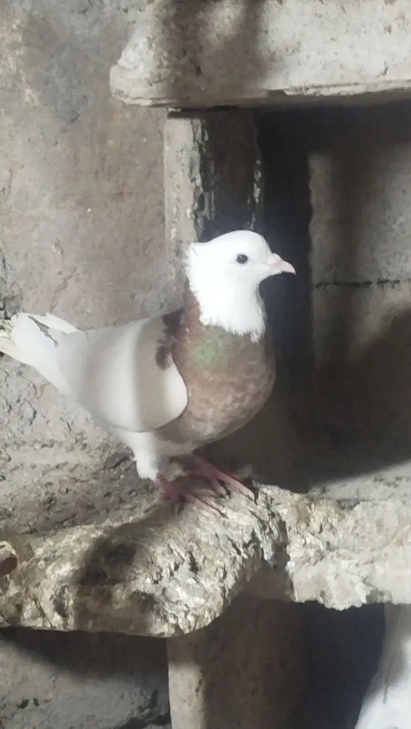 طوقی سرخ|حیوانات|نیشابور, مازول|دیوار