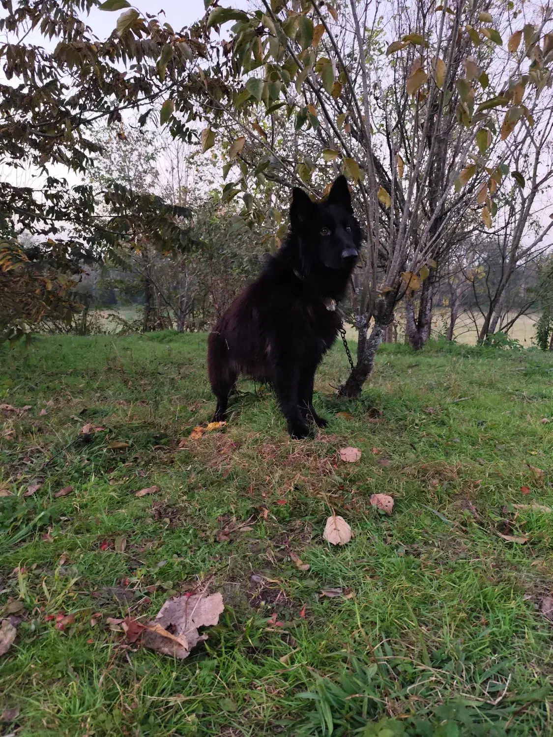 فروش سگ ژرمن بلک نر|سگ|لنگرود, |دیوار