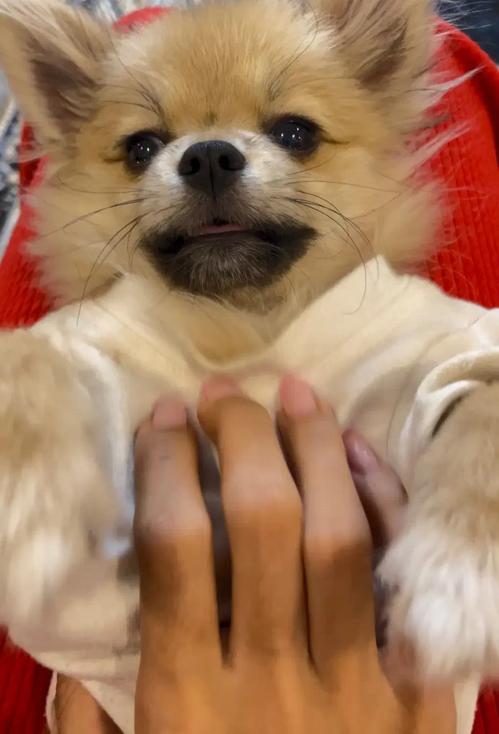 توله پامر ۷ ماهه|سگ|مشهد, سجاد شهر|دیوار