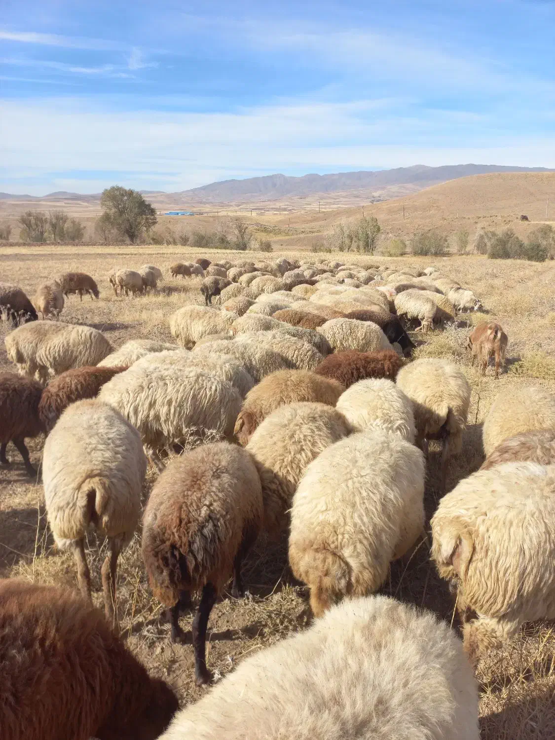 فروش دام (  گوسفند  ) جوان|حیوانات مزرعه|هریس, |دیوار