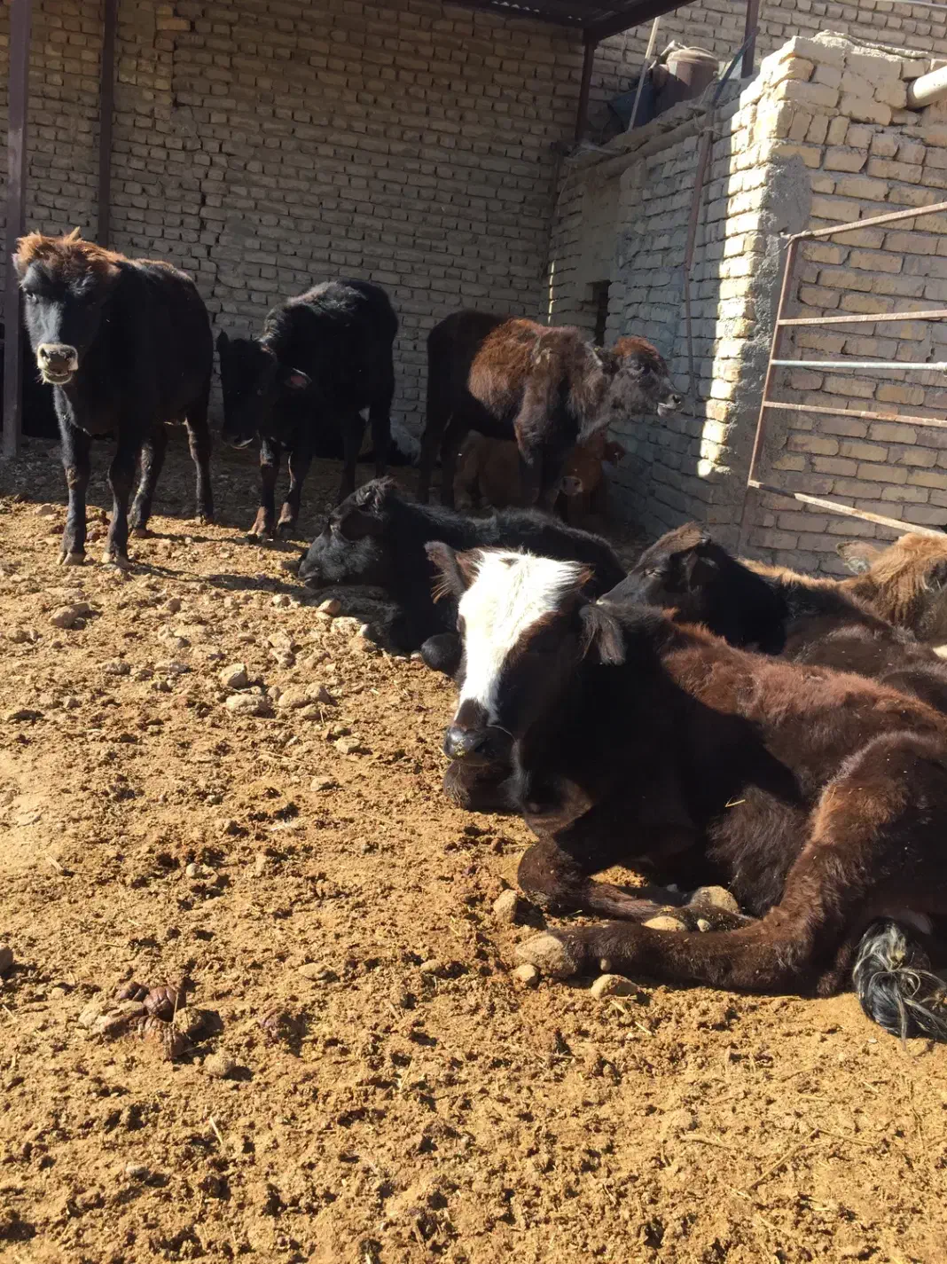 گوساله نر|حیوانات مزرعه|معصومیه, |دیوار