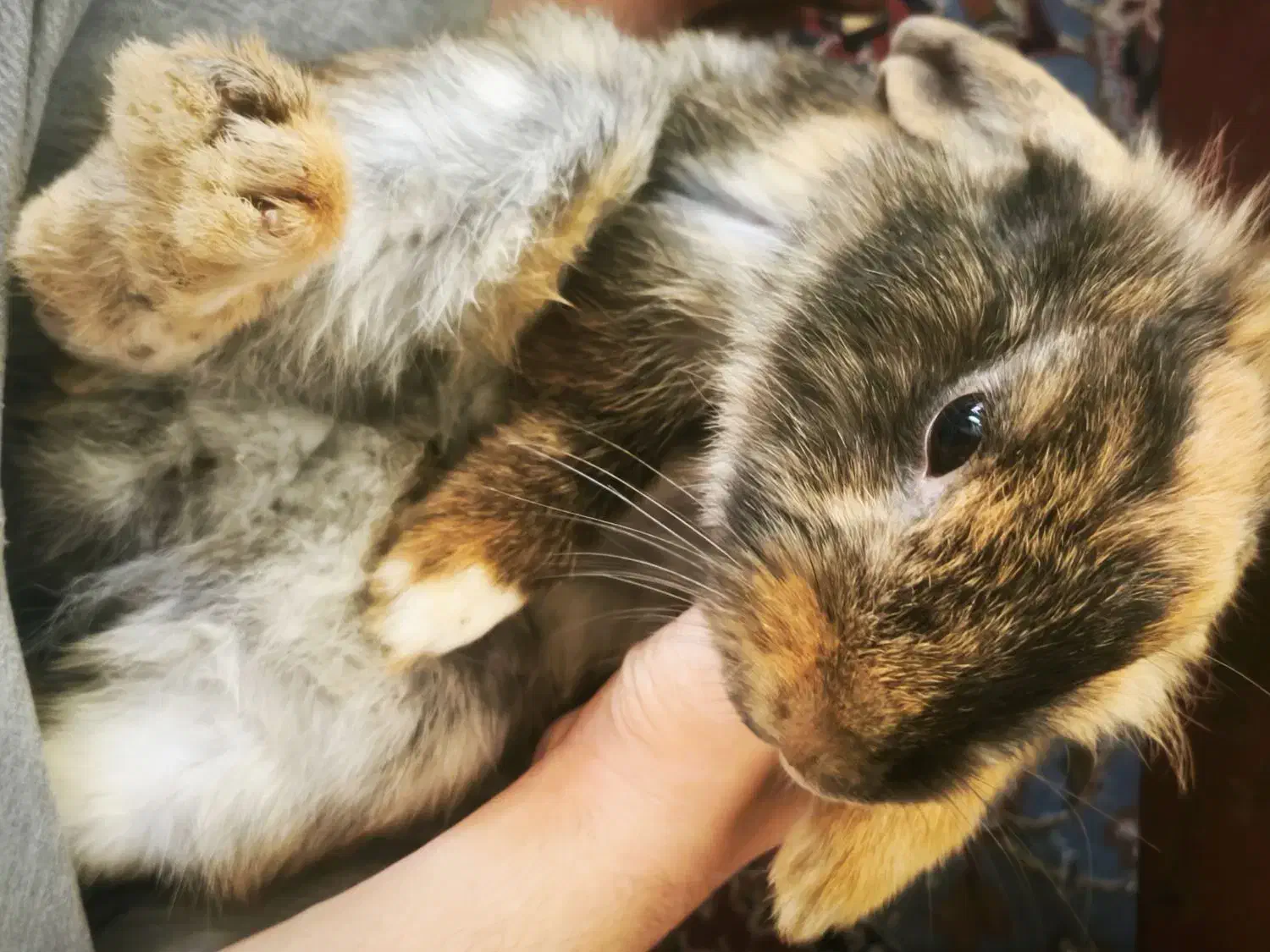 خرگوش میکس|موش و خرگوش|شیراز, پانصد دستگاه ارتش|دیوار