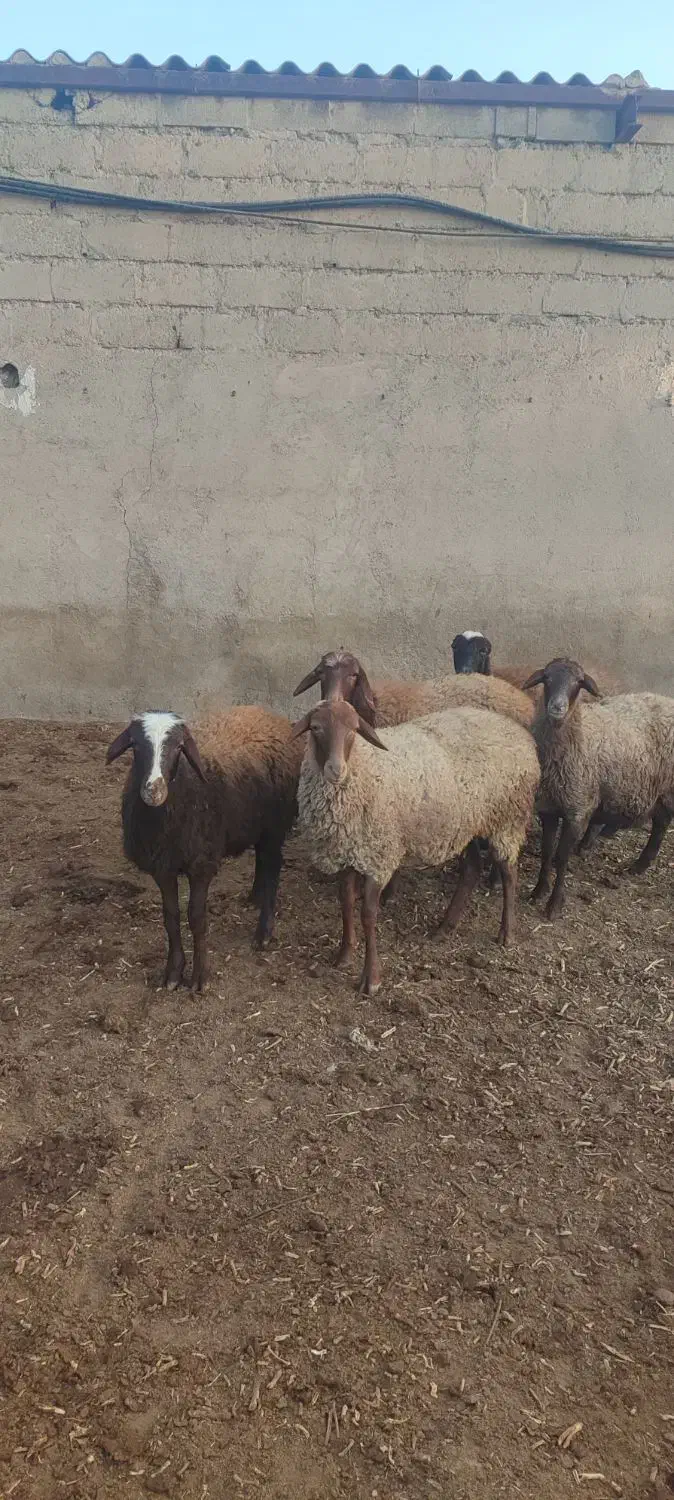6برماده درجه یک|حیوانات مزرعه|هشتگرد, تهران دشت|دیوار