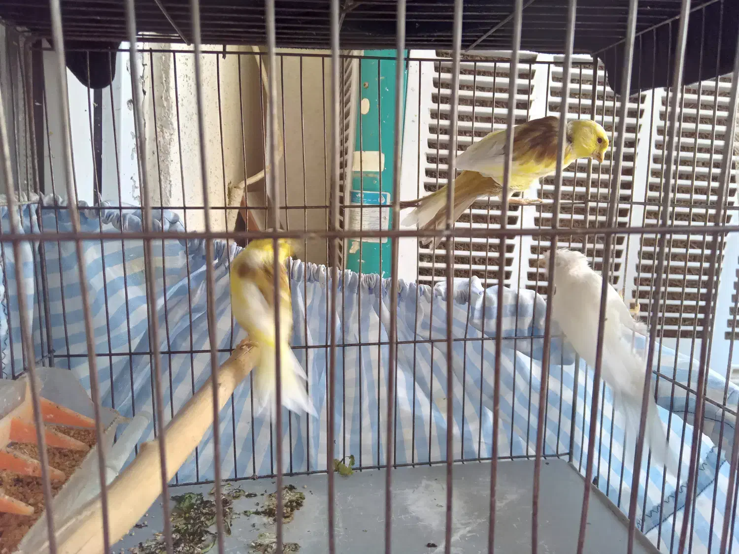 فروش قناری نر و ماده|پرنده|پردیس, فاز ۱|دیوار