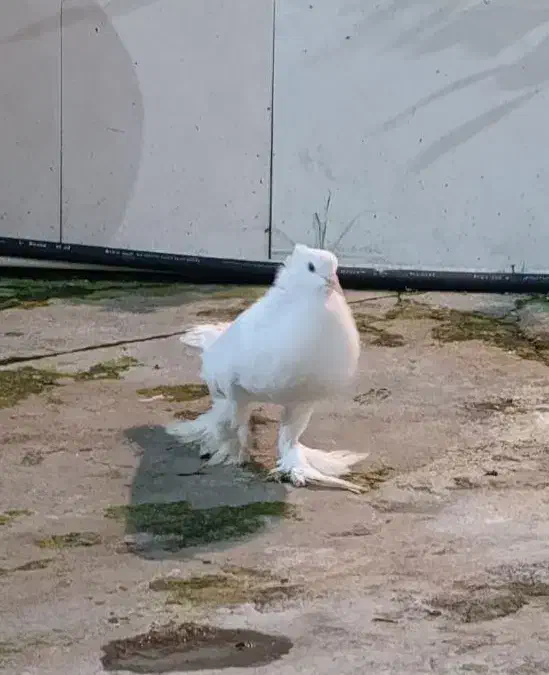 کبوتر ابومریم بادکنکی زینتی|پرنده|چمستان, |دیوار