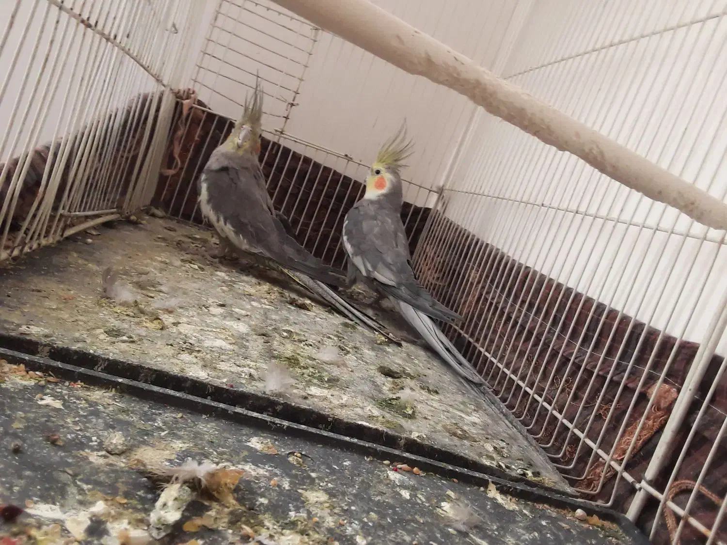 جفت عروس هلندی کار|پرنده|تربت جام, کاریز نو سفلی|دیوار