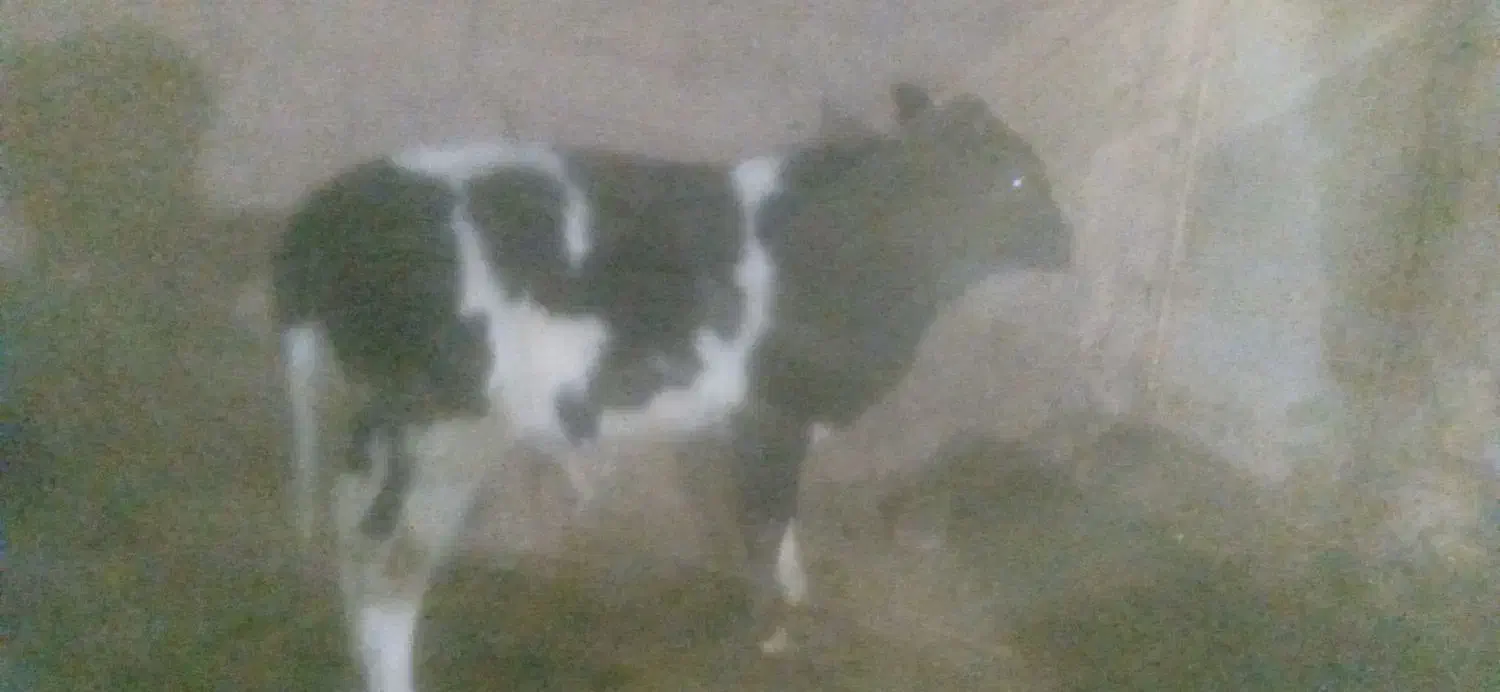 5ماه|حیوانات مزرعه|باشتین, |دیوار