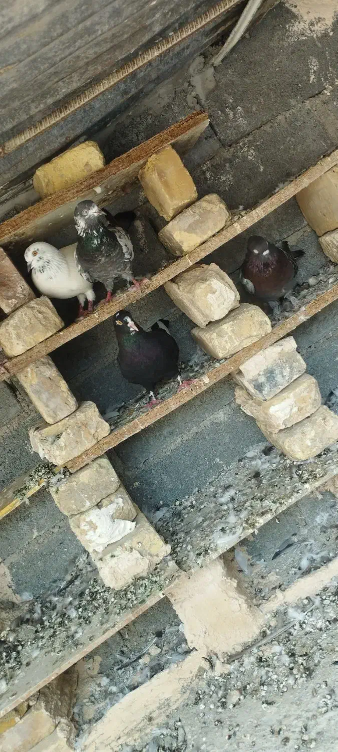 کفتر|پرنده|رودان, |دیوار