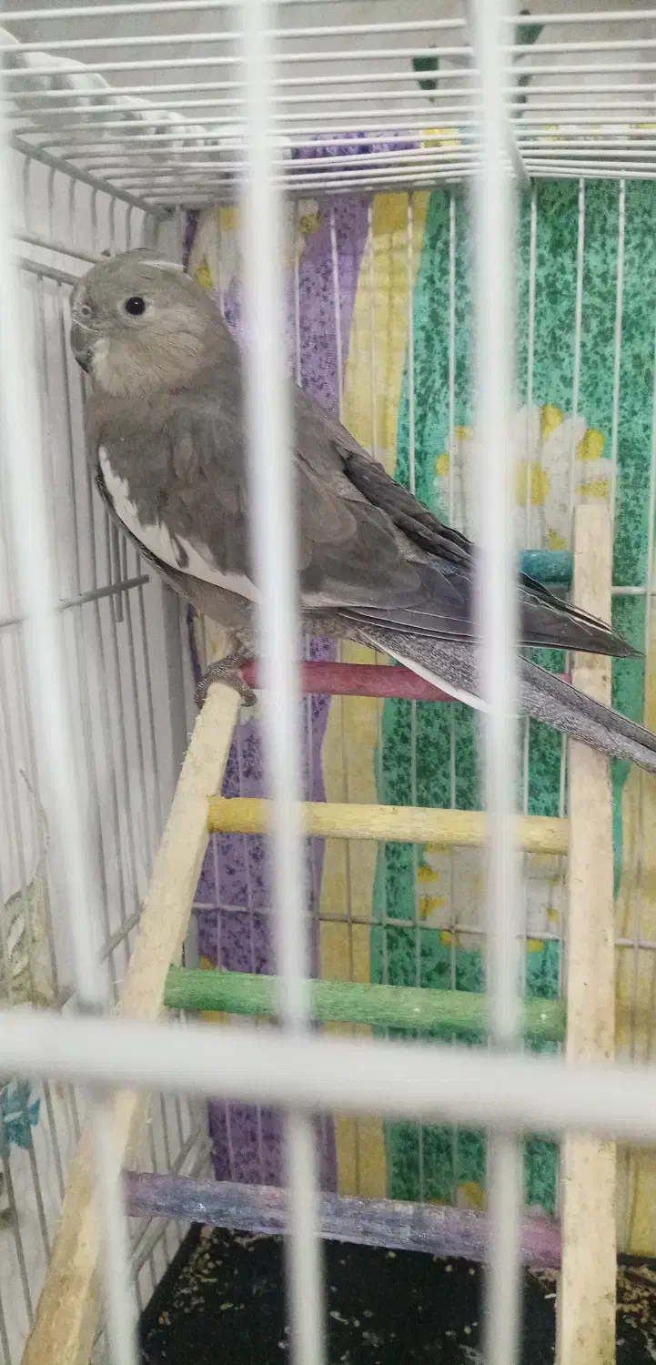 سلام دوتا عروس هلندی سالم سر حال جفت هستن|پرنده|نیشابور, بزرگمهر|دیوار