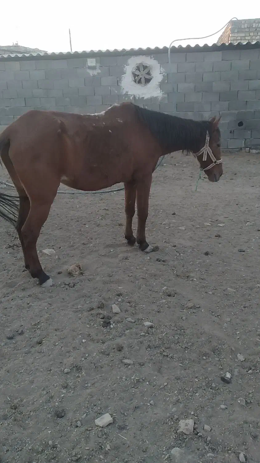 اسب مادیون|اسب و تجهیزات اسبسواری|قم, پاسدار|دیوار