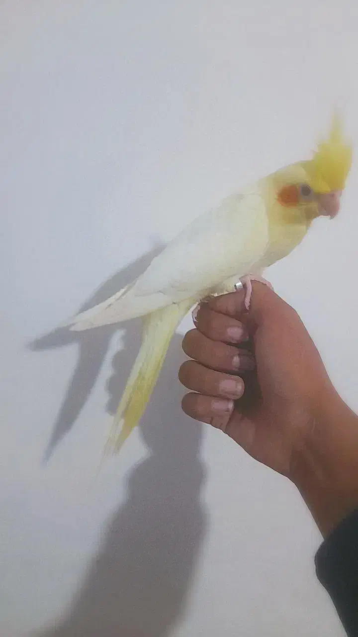 جوجه عروس دستی ، شاه تخم|پرنده|اصفهان, منتظرالمهدی|دیوار