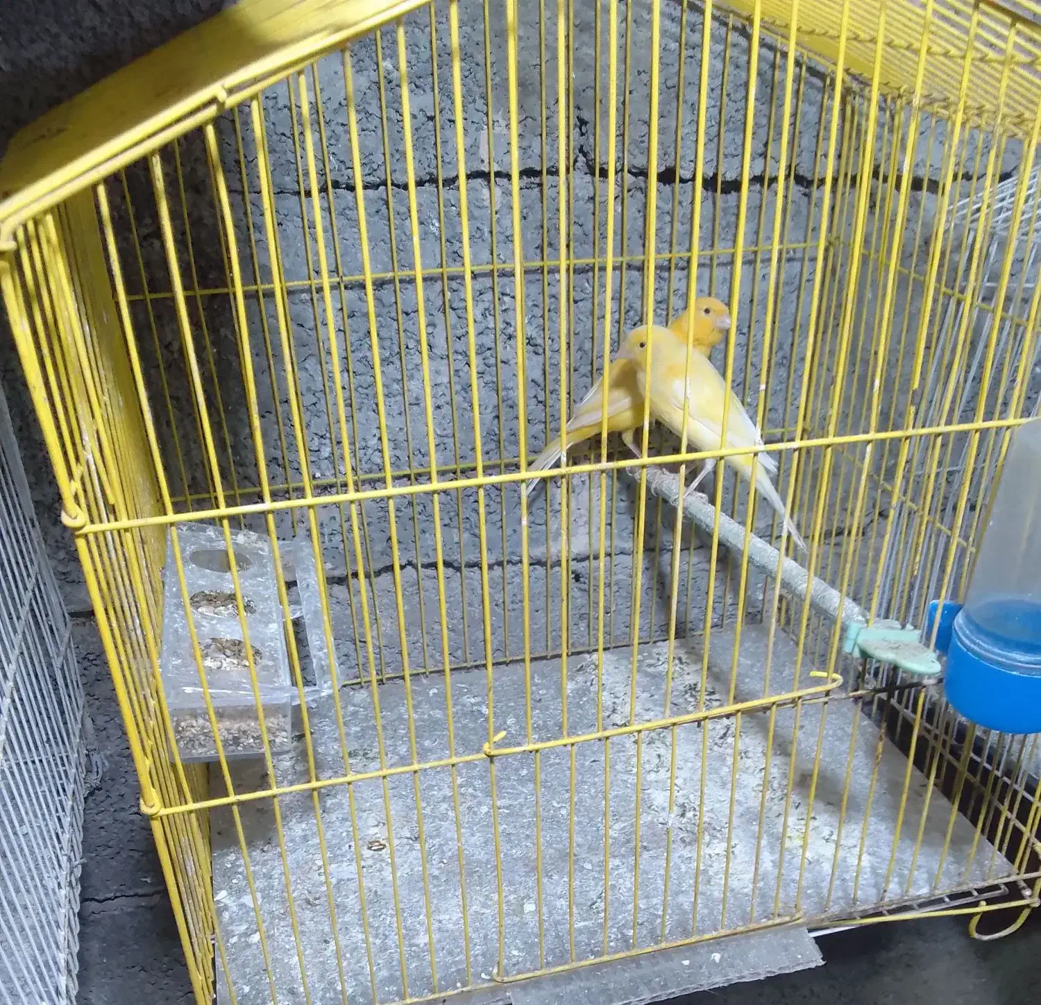 قناری|پرنده|نیشابور, مبارکه|دیوار