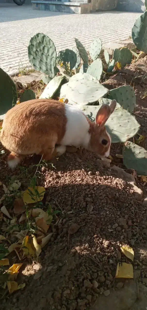 خرگوش خونگی|موش و خرگوش|شاهرود, |دیوار